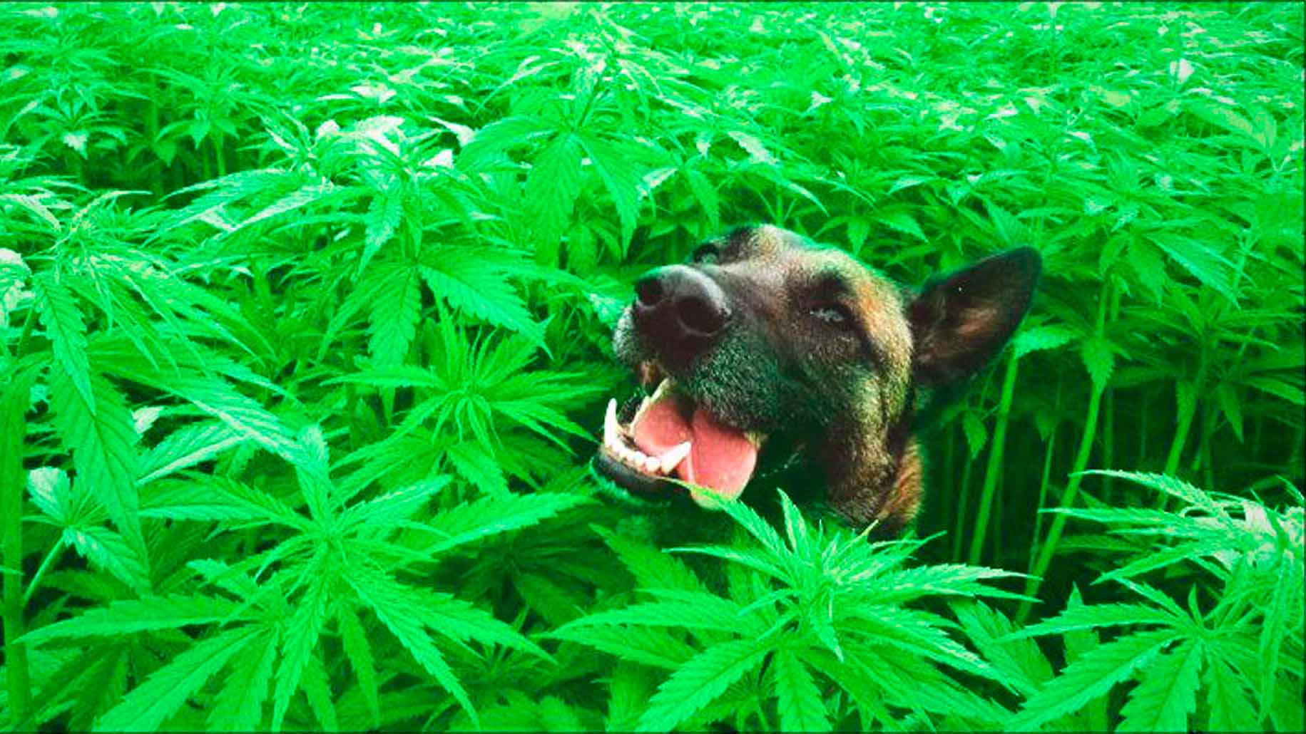 Lee más sobre el artículo Lucas Castelli: “Es fundamental que los veterinarios puedan participar del órgano consultivo provincial  del cannabis medicinal”