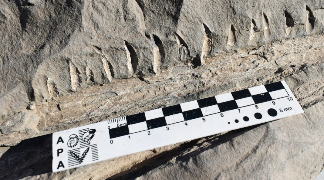 Lee más sobre el artículo Hallazgo paleontológico en paraje Huncal