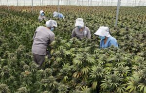 Lee más sobre el artículo Colombia con gran potencial para liderar mercado del cannabis medicinal