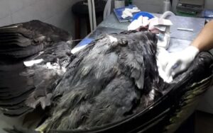 Lee más sobre el artículo El cóndor encontrado en Esquel había sido baleado y finalmente se recupera en Mendoza