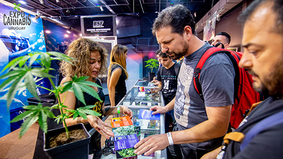 En este momento estás viendo Expocannabis: : el cannabis medicinal puede proteger las neuronas