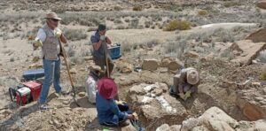 Lee más sobre el artículo Paleontología: encuentran fósiles de dinosaurio  cerca de Las Lajas