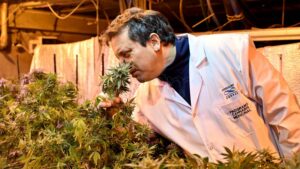 Lee más sobre el artículo Cannabis medicinal en Argentina: hay 29 proyectos de investigación y nueva ley que potencia la industria