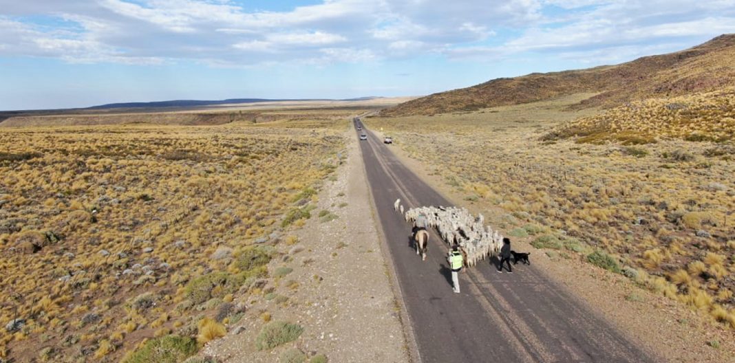 En este momento estás viendo Finalizó el operativo Trashumancia