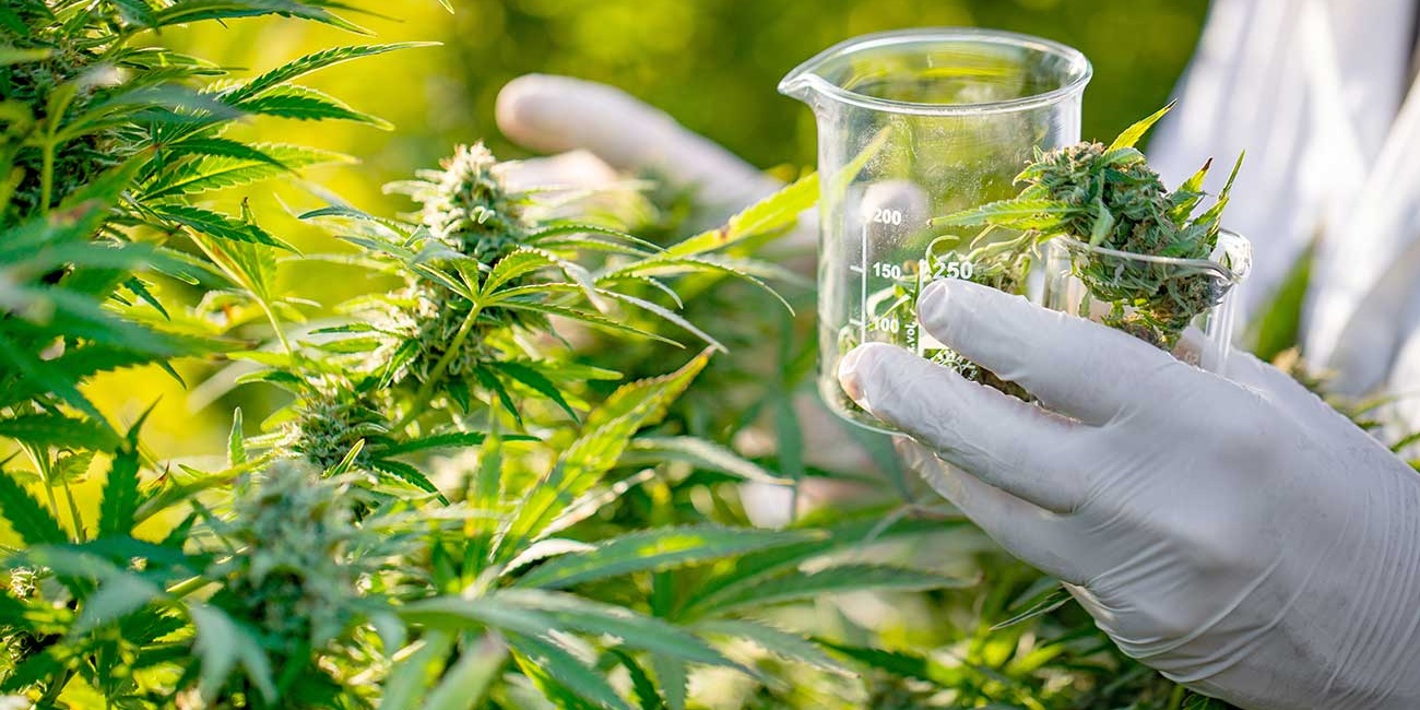 En este momento estás viendo Diputados convirtió en ley el desarrollo del cannabis medicinal