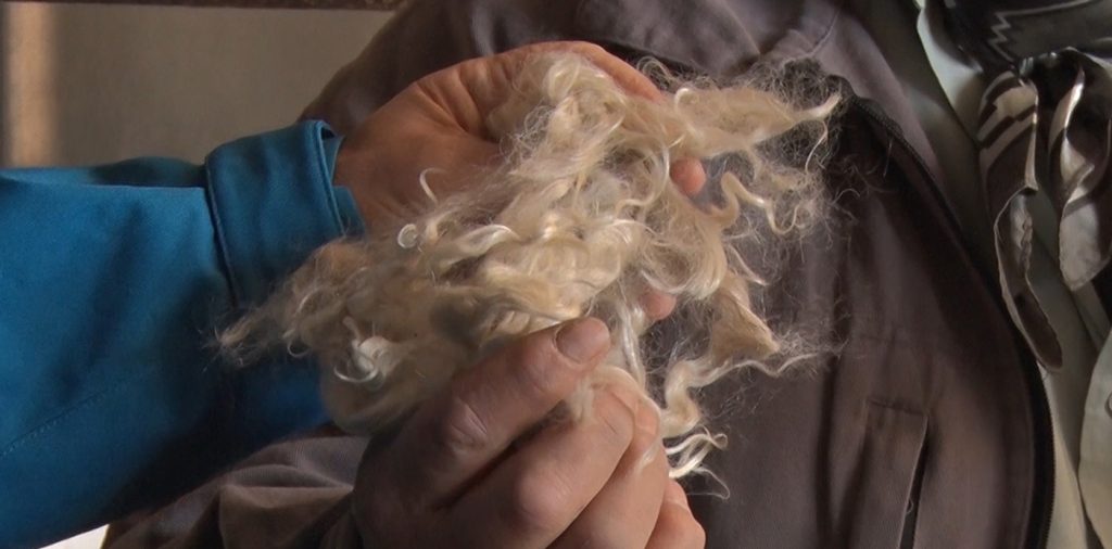 En este momento estás viendo Más de 4.300 kilos de fibras de mohair partieron hacia Sudáfrica