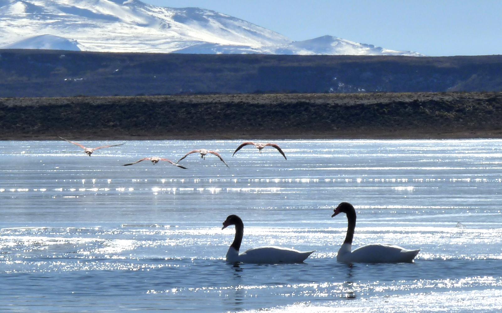 Lee más sobre el artículo Confirman primer caso de gripe aviar en Neuquén