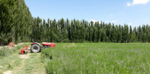 Lee más sobre el artículo La provincia brindará asistencia financiera para proyecto forrajero de Senillosa