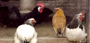 Lee más sobre el artículo Influenza aviar: Nuevo caso positivo en aves de traspatio de Chañar