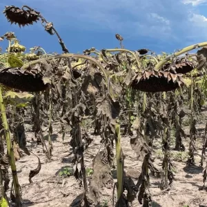 Lee más sobre el artículo Sequía: el Servicio Meteorológico Nacional anunció el fin de La Niña