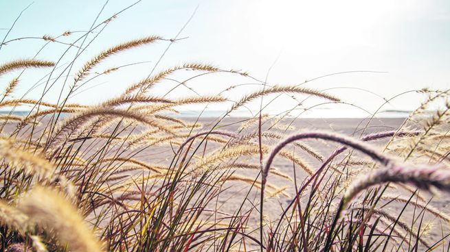 En este momento estás viendo Estiman una mayor cosecha de trigo y cebada que aportará más de u$s4.500 millones