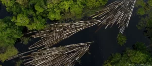 Lee más sobre el artículo Países amazónicos decididos a preservar su selva