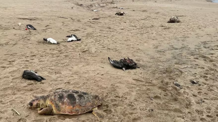 Lee más sobre el artículo Hallan 5000 animales muertos en las costas de Uruguay: pingüinos, tortugas, lobos marinos y hasta delfines