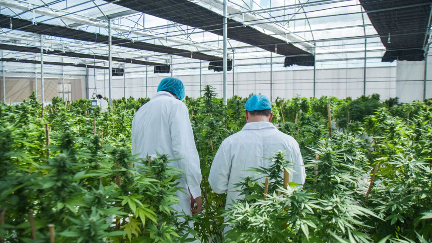 Lee más sobre el artículo Cierra la planta de cannabis medicinal más grande de América Latina