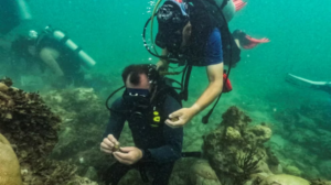Lee más sobre el artículo El incremento de la temperatura oceánica provoca la mortalidad de corales en Florida