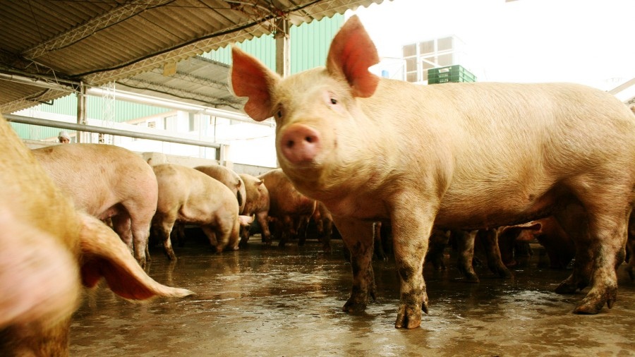 Lee más sobre el artículo Internan a una persona por consumo de carne de cerdo con triquinosis en Neuquén