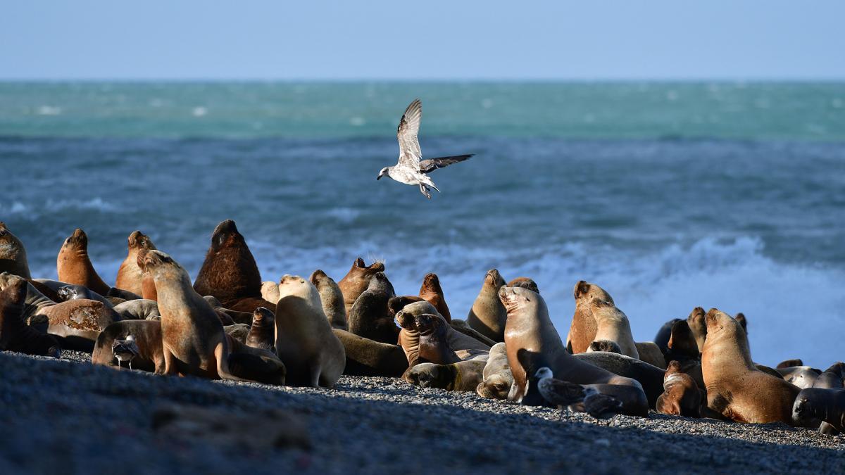 Lee más sobre el artículo Gripe Aviar en Lobos Marinos en Viedma: Restricciones en las Playas de Río Negro