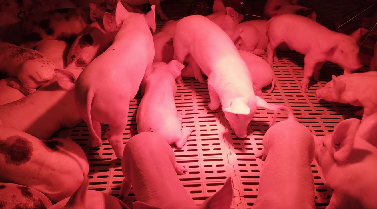 Lee más sobre el artículo Ya está funcionando el laboratorio de mejoramiento genético porcino