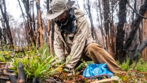 Lee más sobre el artículo Plantaron 1.100 árboles en el Parque Nacional Nahuel Huapi afectado por los incendios