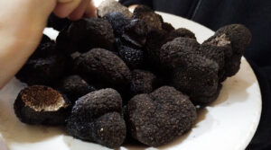 Lee más sobre el artículo Afirman que Neuquén tiene ambientes ideales para producir trufas