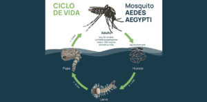 Lee más sobre el artículo El mosquito del dengue aún no se ha establecido en la capital neuquina