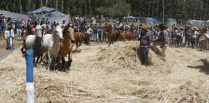 Lee más sobre el artículo Las tradiciones iniciaron su festejo en El Cholar