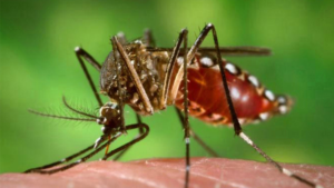 Lee más sobre el artículo El dengue «se está volviendo una enfermedad endémica en todo el país»