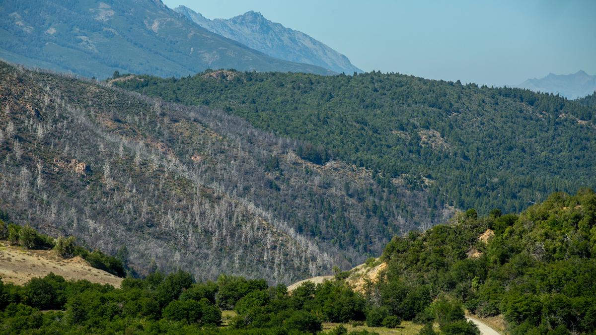 Lee más sobre el artículo Incendios en la Patagonia andina: por qué los expertos prevén cada vez más fuego