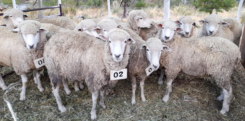 En este momento estás viendo Todo listo para la Feria de Reproductores, Artesanías y Vellones