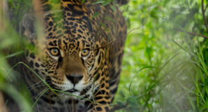 Lee más sobre el artículo Oportunidad de voluntariado para monitorear yaguaretés en el Iberá