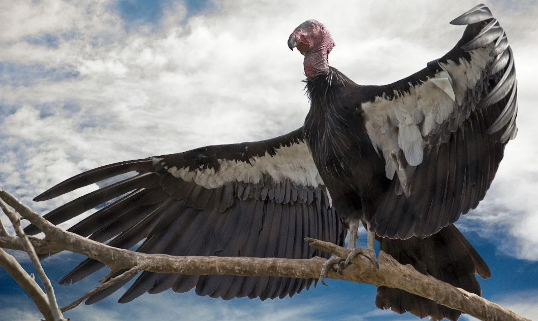 En este momento estás viendo Crean turbinas eólicas inspiradas en el cóndor andino