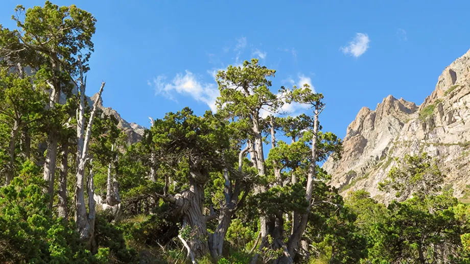 Lee más sobre el artículo Impacto del cambio climático en la biodiversidad de plantas de la Patagonia