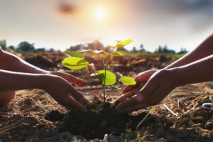 Lee más sobre el artículo Fundación Reforestemos lanza ambicioso plan de reforestación para 2024