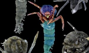 Lee más sobre el artículo Cambio climático: Insectos emergen antes por aumento de temperatura