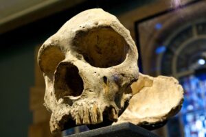 Lee más sobre el artículo La Asombrosa verdad sobre los Neandertales: No se extinguieron, nos asimilaron