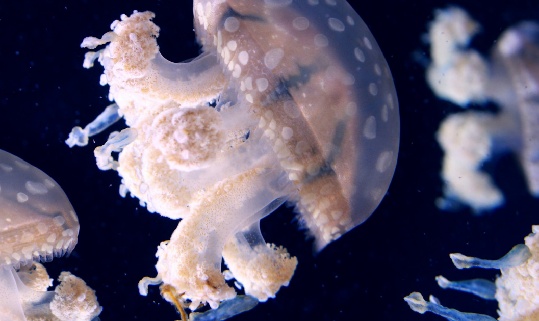 Lee más sobre el artículo Un animal que rompe las reglas: Sobrevive sin oxígeno y es la primera vez que lo vemos