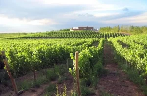 Lee más sobre el artículo Viñedos sostenibles: Bodega neuquina obtendrá certificación de sostenibilidad