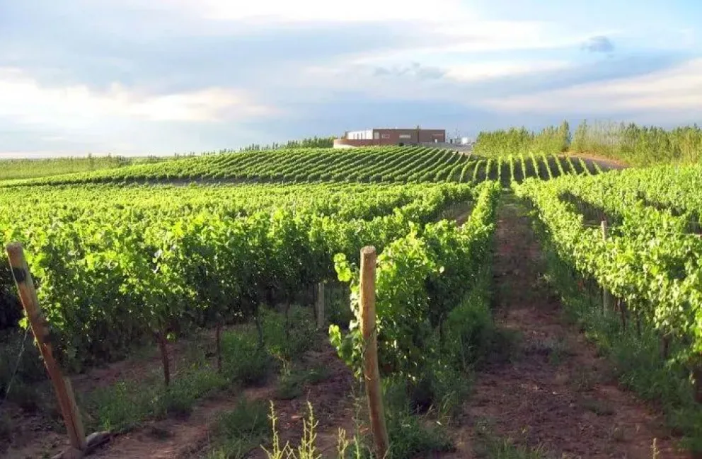 Lee más sobre el artículo Viñedos sostenibles: Bodega neuquina obtendrá certificación de sostenibilidad