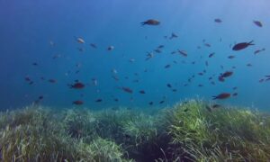 Lee más sobre el artículo Un descubrimiento revolucionario desafía teorías sobre el origen del oxígeno