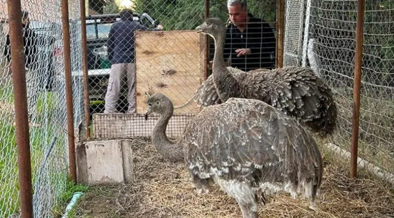En este momento estás viendo Liberan ñandúes en cautiverio tras allanar vivienda en Neuquén