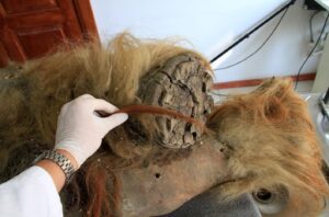 Lee más sobre el artículo ADN intacto de mamut: Clave para la resurrección de especies extintas