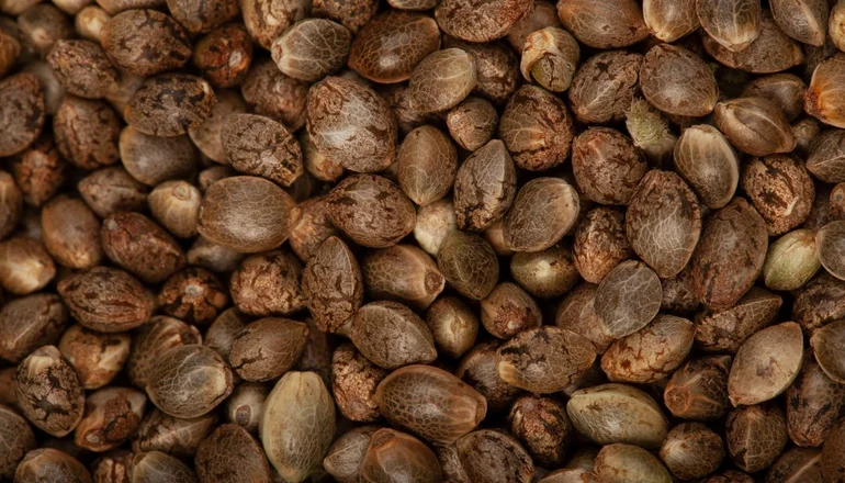 En este momento estás viendo Fallo de Casación contradice postura del Gobierno de Milei sobre el uso terapéutico del cannabis y el Reprocann