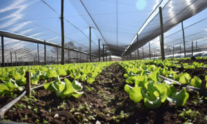 Lee más sobre el artículo Aluminé lanza Tecnicatura en Agroecología