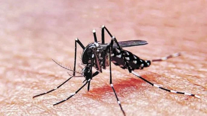 Lee más sobre el artículo El Dengue podría ser un problema en el verano de Neuquén, advierte el Ministro de Salud