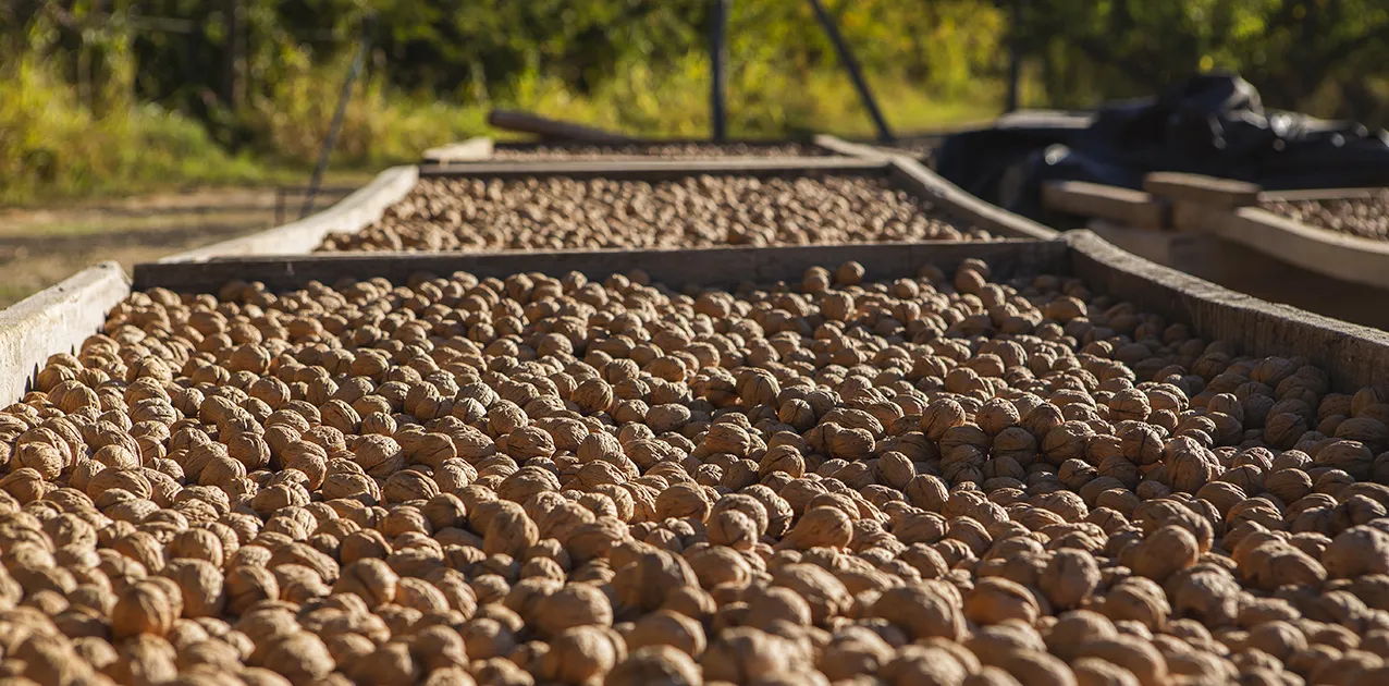 En este momento estás viendo Neuquén: Productores de nueces concretan exportación de 60 toneladas a Azerbaiyán e Italia