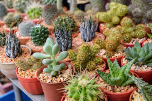 Lee más sobre el artículo Emprendedurismo: Del viento neuquino al éxito, la pareja joven que emprendió con cactus y suculentas