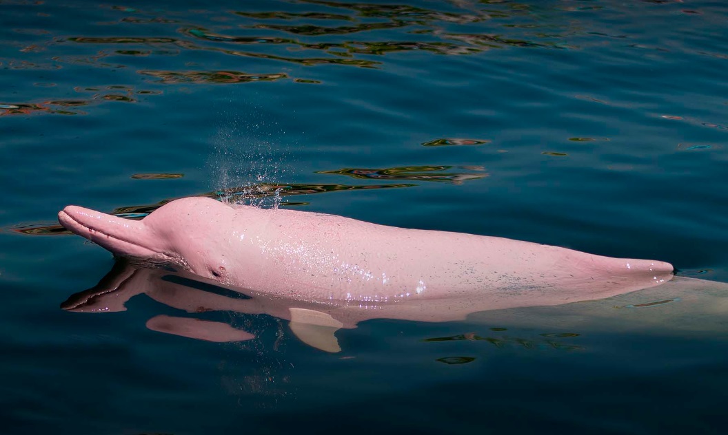 Lee más sobre el artículo El majestuoso delfín rosado: 4 curiosidades sobre el gigante de los ríos amazónicos