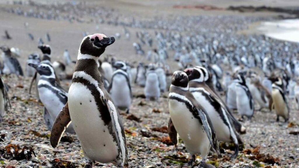 Lee más sobre el artículo Comienza la temporada de pingüinos de Magallanes en Punta Tombo, Chubut