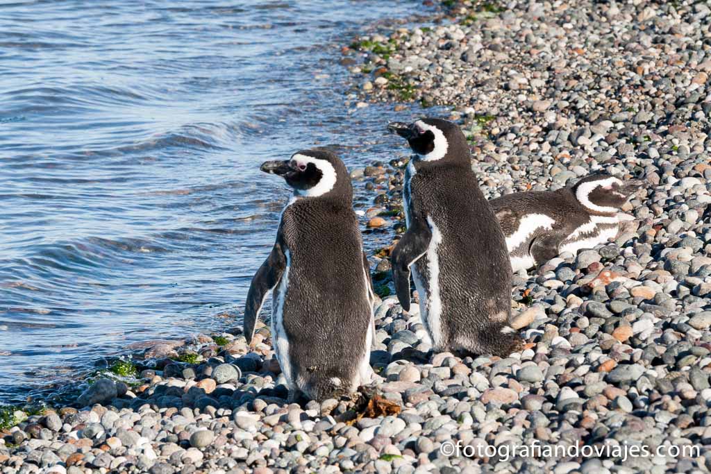 Lee más sobre el artículo Día Mundial de los Animales: un recordatorio para proteger la vida silvestre