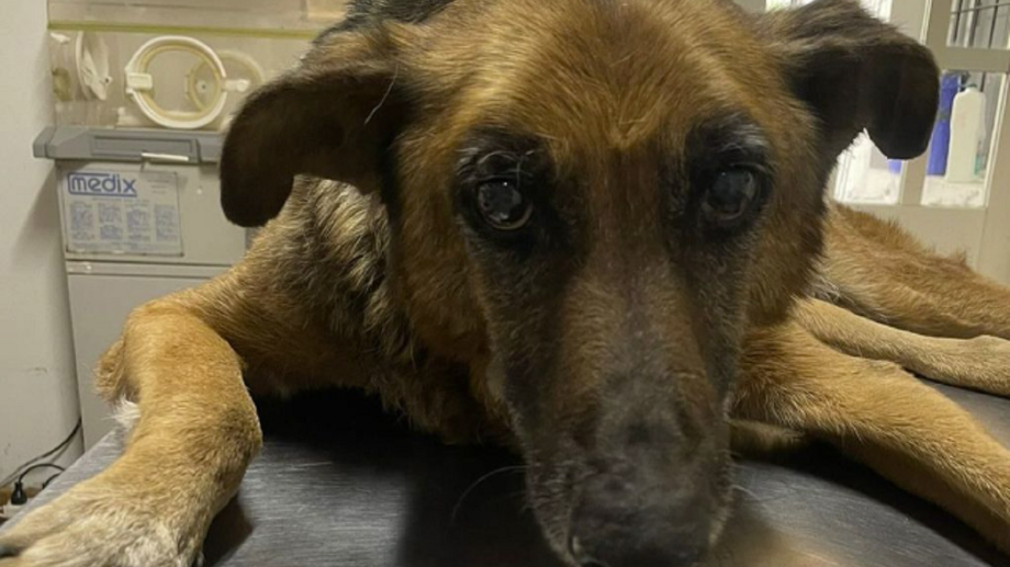 En este momento estás viendo Entrevista a Evelyn Duran: Justicia por Pipi y marcha en defensa de los animales abandonados y maltratados